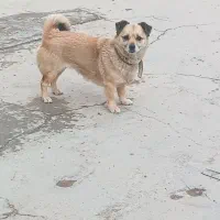 یک غلاده سگ|سگ|اسفرورین, |دیوار