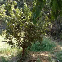 ۷۳۲ متر باغ - زنبق|فروش زمین و ملک کلنگی|تهران, کن|دیوار