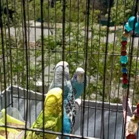 مرغ عشق سر حال و آماده