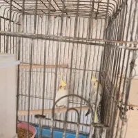 عروس هلندی خوش قیمت|پرنده|ساوه, |دیوار
