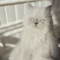 گربه هیمالین بریتیش|گربه|رشت, نیکمرام|دیوار