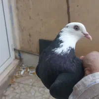 کبوتر