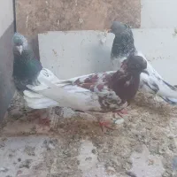 کبوتر|پرنده|شیراز, کرونی(خاتونک)|دیوار