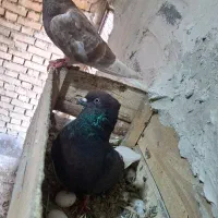 کفتر دم سفید
