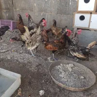 خروس ومرغ چینی