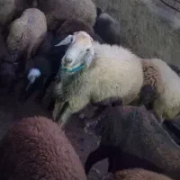 قوچ دو رگه  دو ساله|حیوانات مزرعه|کنگاور, |دیوار