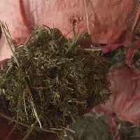 یونجه گلا