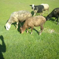 بره نر قوچی، تخمی، گوسفند زل|حیوانات مزرعه|آمل, |دیوار