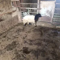 بره