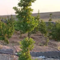 باغ۶ساله آب و برق وسند محضری جاده خان زنیان ب قلات