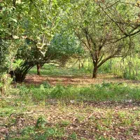 زمین ویلایی در دل جنگل واقع در آستارا روستای هودول