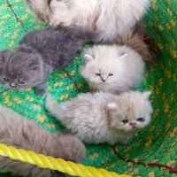 گربه پرشین