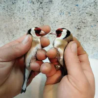 طوطی خورشیدی راهب ملنگو قناری فنچ مرغ عشق در کنگان|پرنده|بوشهر, |دیوار