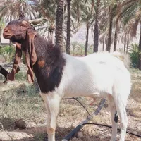 چبش بذری بز کولار پاکستانی|حیوانات مزرعه|جهرم, |دیوار