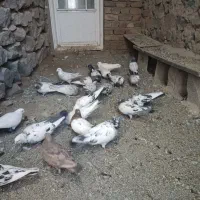 کبوتر. گشتی. ضمانتی