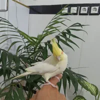 عروس هلندی ماده مست و رام و دستی