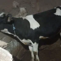گوساله هلشتاین ماده