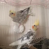 عروس هلندی|پرنده|اسلامشهر, شهرک قائمیه|دیوار