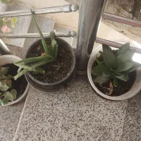 گل زیبا|گل و گیاه طبیعی|نورآباد, |دیوار