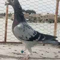 کبوترنروماده پلاکی کفتر مسافتی مصافتی|پرنده|اصفهان, باتون|دیوار