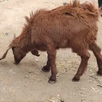 بزغاله پنج نیم|حیوانات مزرعه|تایباد, |دیوار