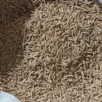 شالی فجر سوزنی فروشی|خوردنی و آشامیدنی|مینودشت, |دیوار