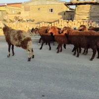 بره نر|حیوانات مزرعه|سیمین شهر, |دیوار