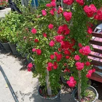 باغبانی سم  پاشی درختان در تمام نقاط شهر|خدمات باغبانی و درختکاری|مشهد, آزادشهر|دیوار