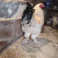 خروس  امپراطور