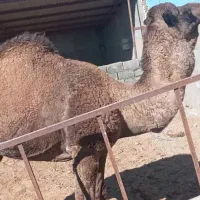 گاو آبستن زاییده شیری گوساله نرگاو بز میش بره کهره