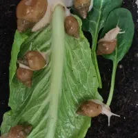 حلزون آپارتمانی|خزنده|خمین, |دیوار