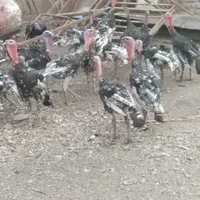 بوغلمون برنز ۶ ماهه|حیوانات مزرعه|جوادآباد, |دیوار
