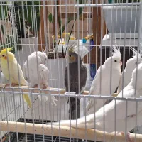 عروس هلندی|پرنده|مشهد, دانشجو|دیوار