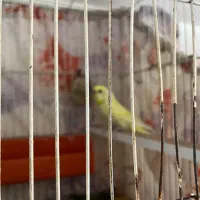 انواع پرنده معاوضه با قناری|پرنده|بیرجند, |دیوار