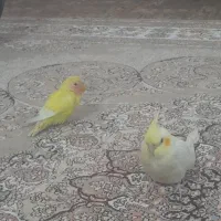 عروس هلندی