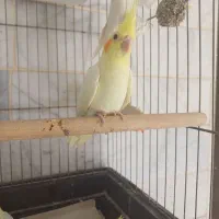 جوجه لوتینو