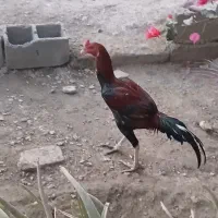 مایل معامله نیستم