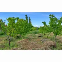 فروش باغ|فروش دفتر صنعتی، کشاورزی، تجاری|شوط, |دیوار