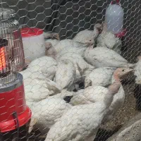 بوقلمون بیوتی ۶