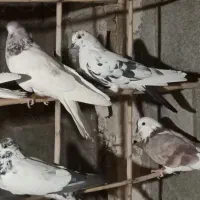 کبوتر پرشی سر و تیپ دار|پرنده|گلپایگان, |دیوار