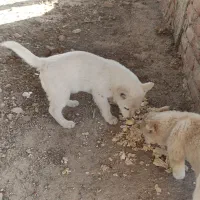 توله پاکوتاه|سگ|بناب, |دیوار