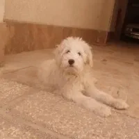 واگذاری سگ نر|سگ|گرمدره, |دیوار