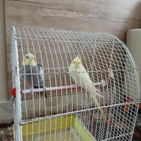 عروس هلندی