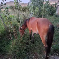 اسب 14ماهه