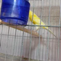 چند نمونه قناری|پرنده|خمینی‌شهر, |دیوار