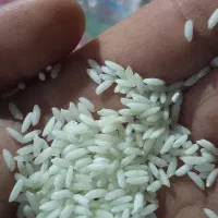 برنج عالی خوش پوخت