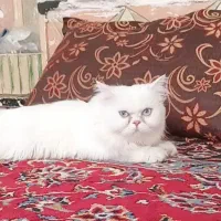 گربه پرشین