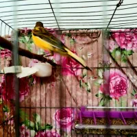 قناری پرتقالی ابلغ قواره داررنگ طبیعی|پرنده|صباشهر, |دیوار