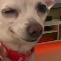 سگ نژاد نپستر