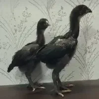 جوجه لاری خروس لاری مرغ